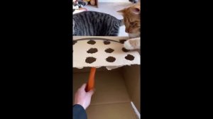 забавные и смешные кошки и собаки 601