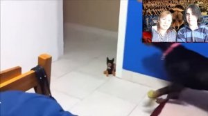 МЕКСИКАНЦЫ реагируют на самые смешные видео из России| Реакция иностранцев