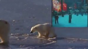 Евгений Росс и Евгений Кемеровский   Заплутали Мишки