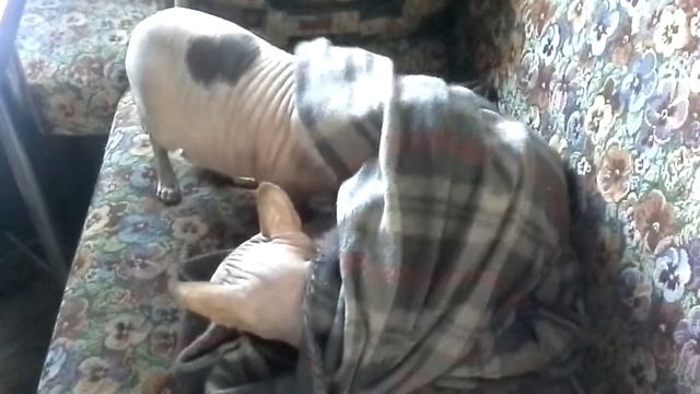 Наши кошки смотреть онлайн