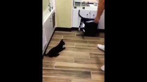 забавные и смешные кошки и собаки 604