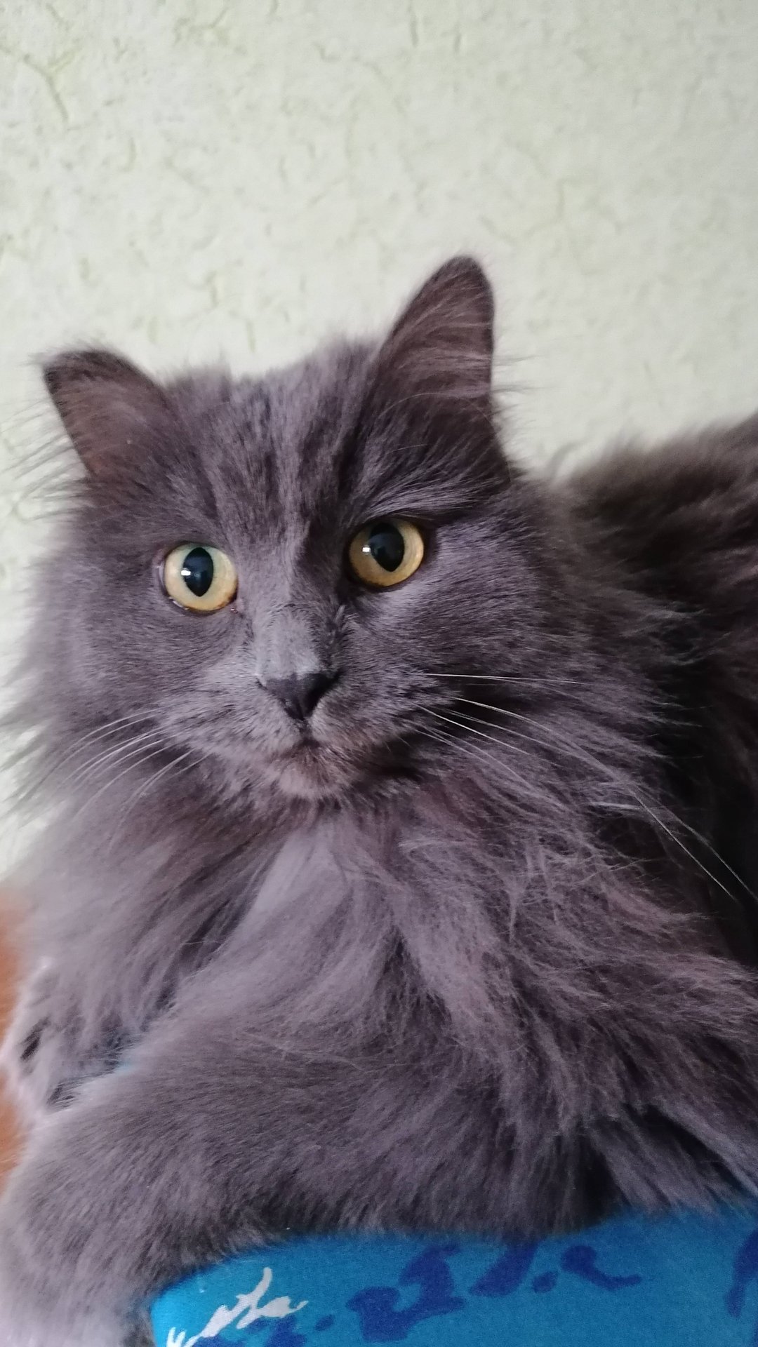 Наглость, второе счастье. смотреть онлайн