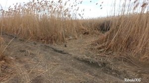 Рыбалка на сазана.Тушиловка Средний канал ,рыбалка удалась.13-02-22