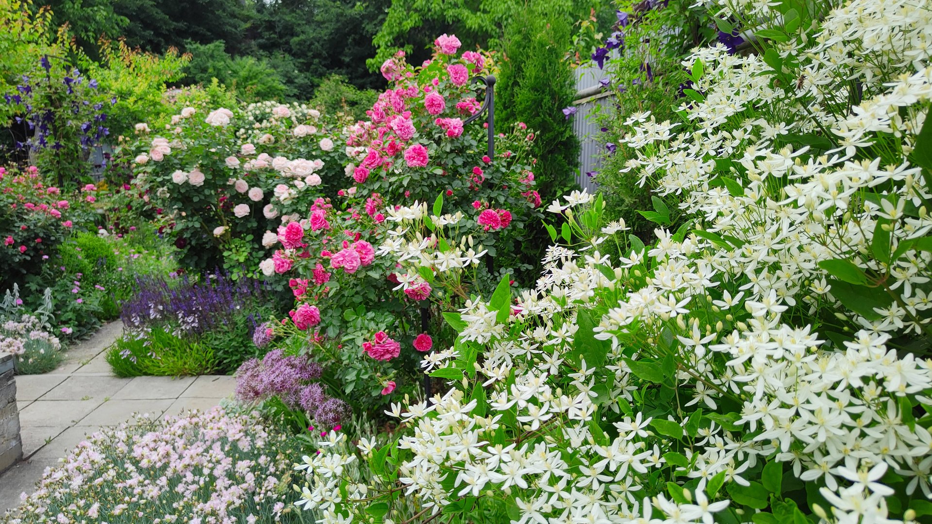 Как использовать цвет в саду роз 04.11.2024 г. Пятигорск, зона 6б. #сезонконтентаRUTUBE смотреть онлайн