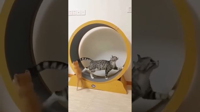 На это можно смотреть ВЕЧНО!! Смешные Кошки и Собаки! #Shorts смотреть онлайн