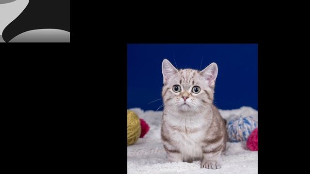 Топ 5 самых добрых животных в мире
(видео делала сама)