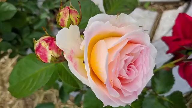 Обзор розы сорта Сезар Цезарь, Кесар, Cesar - личный опыт, отзыв смотреть онлайн