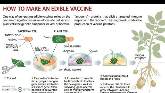 Recombinant Bacterial Antigen :  Edible Vaccines Case