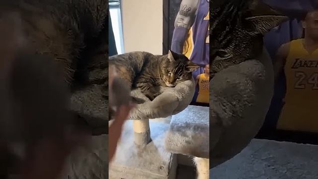 На это можно смотреть ВЕЧНО!! Смешные Кошки и Собаки! #Shorts смотреть онлайн