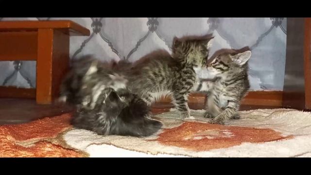 Котята Мухи (1) смотреть онлайн