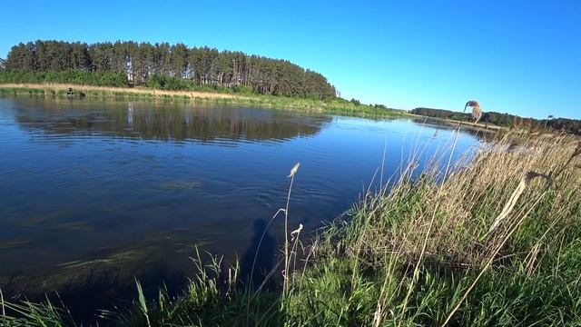 Нерест Карпа 2020/Carp spawning 2020 смотреть онлайн