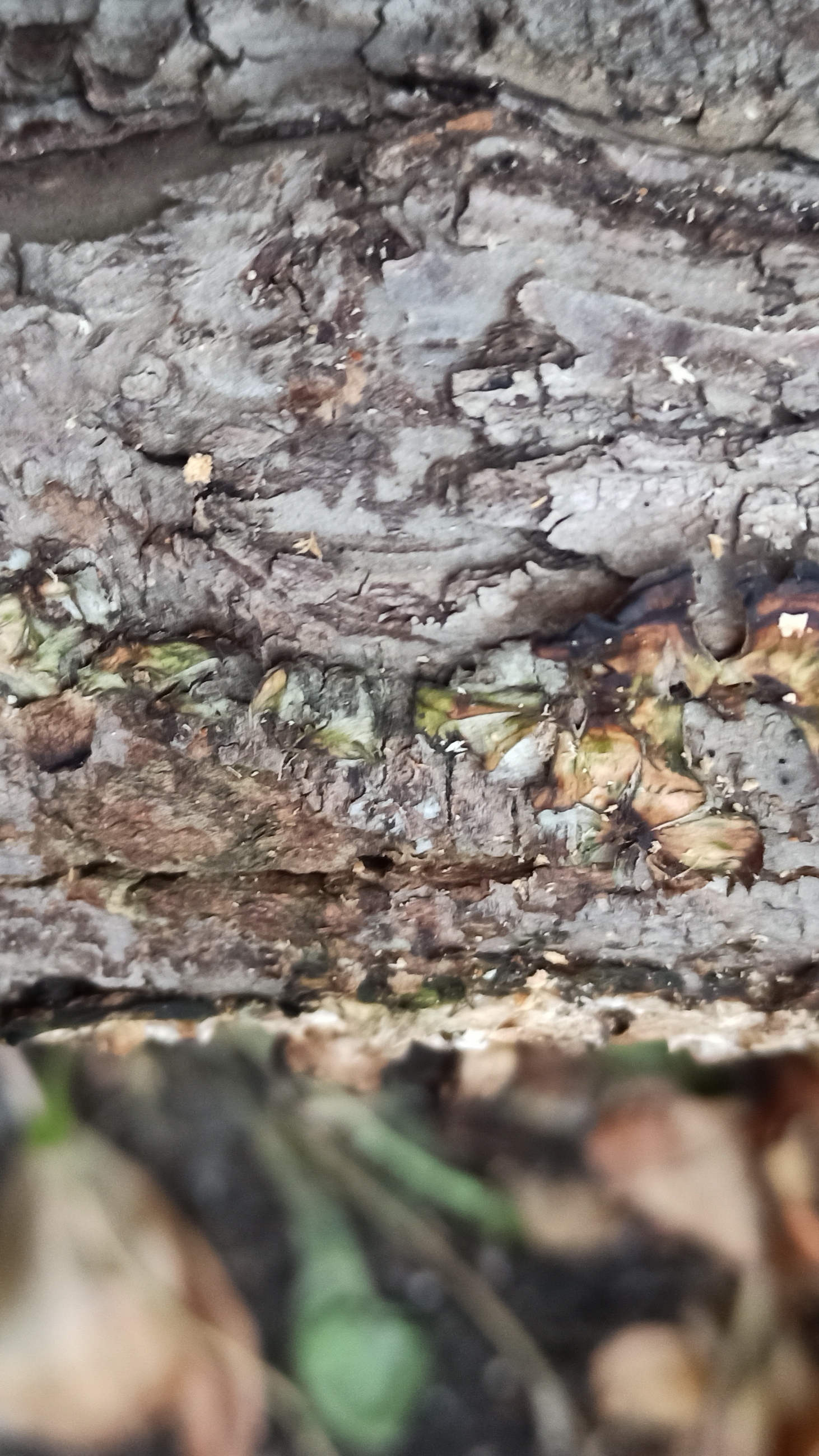 Легко избавляемся от лишайника на яблоне смотреть онлайн