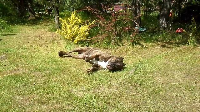 В культурной столице,собаки писают не на первый поповшийся куст,а исключительно на декоративный! смотреть онлайн