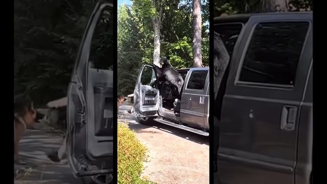 Это угон🤣 смотреть онлайн