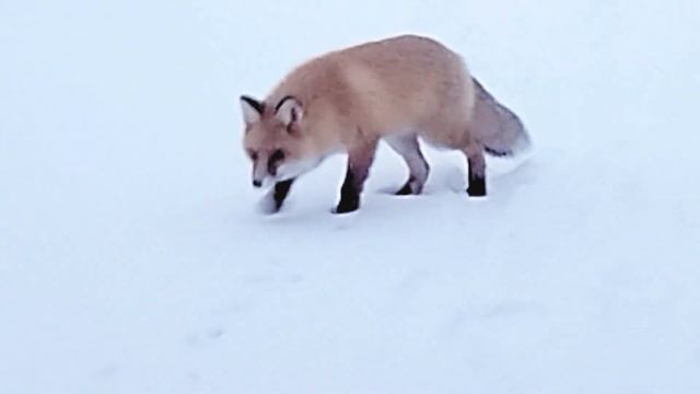любопытный лисёнок на зимней рыбалке Нязепетроввск 18 12 2023 смотреть онлайн
