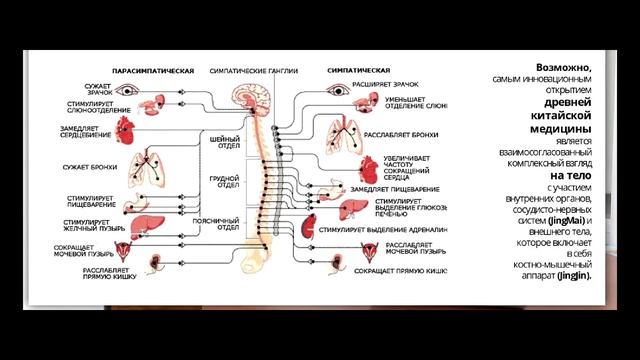 Анатомо-физиологическая модель иглоукалывания смотреть онлайн