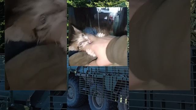 Фронтовые коты. Дмитрий Шлапак смотреть онлайн