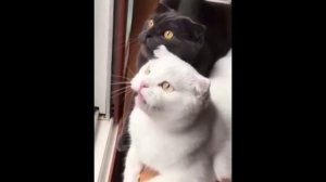 забавные и смешные кошки и собаки 605