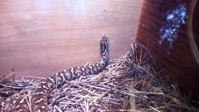 Змеи Дарасуна смотреть онлайн