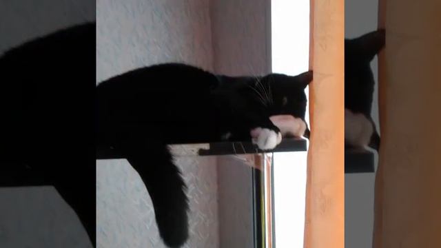 Посвещается моему любимому котику, которого нестало год назад. смотреть онлайн