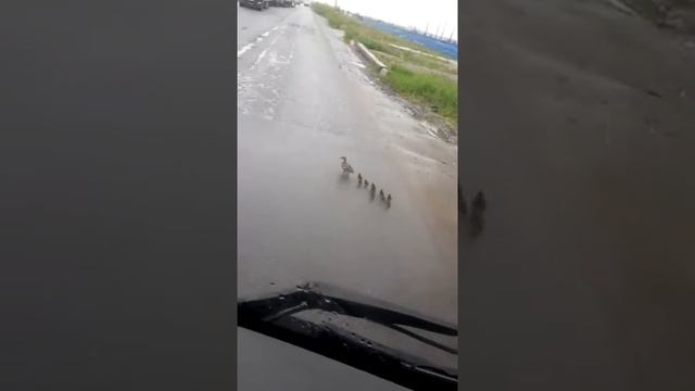 1 июня 2018 г.(3) смотреть онлайн