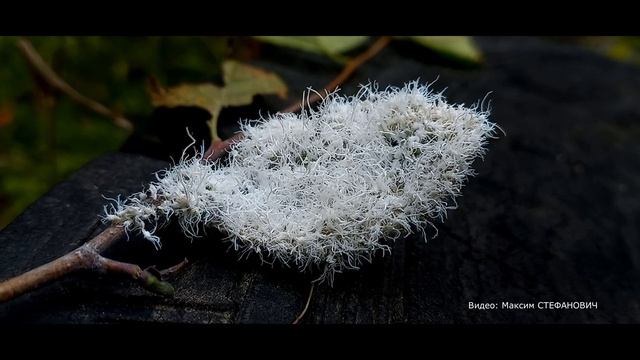 Нечто на листе ольхи смотреть онлайн