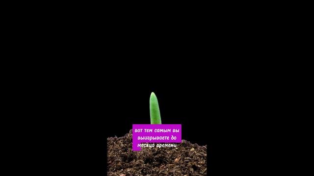 ОЗИМЫЙ ЛУК смотреть онлайн