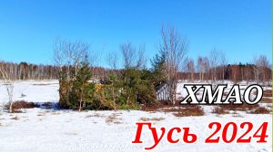 Охота на гуся 2024. Весна затянулась но мы его нашли.