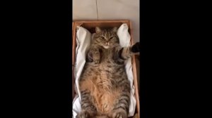 забавные и смешные кошки и собаки 619