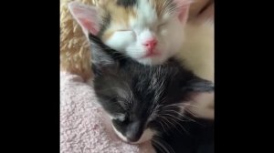 забавные и смешные кошки и собаки 612