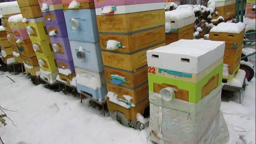 температура и влажность у зимующих пчел - как проще подобрать условия зимовки пчел смотреть онлайн