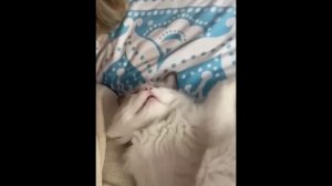 забавные и смешные кошки и собаки 615