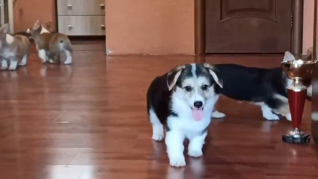 VID-20241104-WA0000.mp4 смотреть онлайн