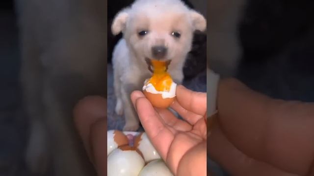 На это можно смотреть ВЕЧНО!! Смешные Кошки и Собаки! #Shorts смотреть онлайн