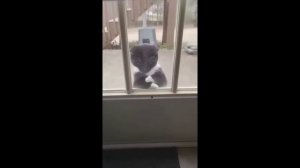 забавные и смешные кошки и собаки 618