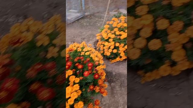 #осень 🍁 #цветы 🌹🌼👍