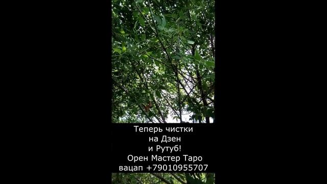 Теперь все видео ЧИСТКИ в Дзен и на Рутуб! смотреть онлайн