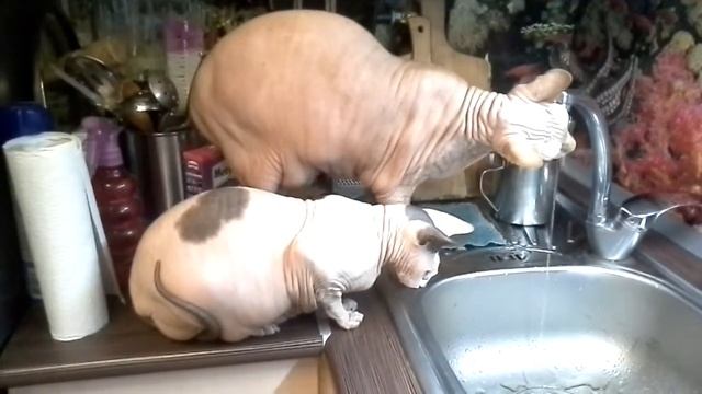 Кот и кошка,утро 1-го января! смотреть онлайн