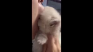 забавные и смешные кошки и собаки 625