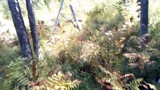 За голубицей смотреть онлайн