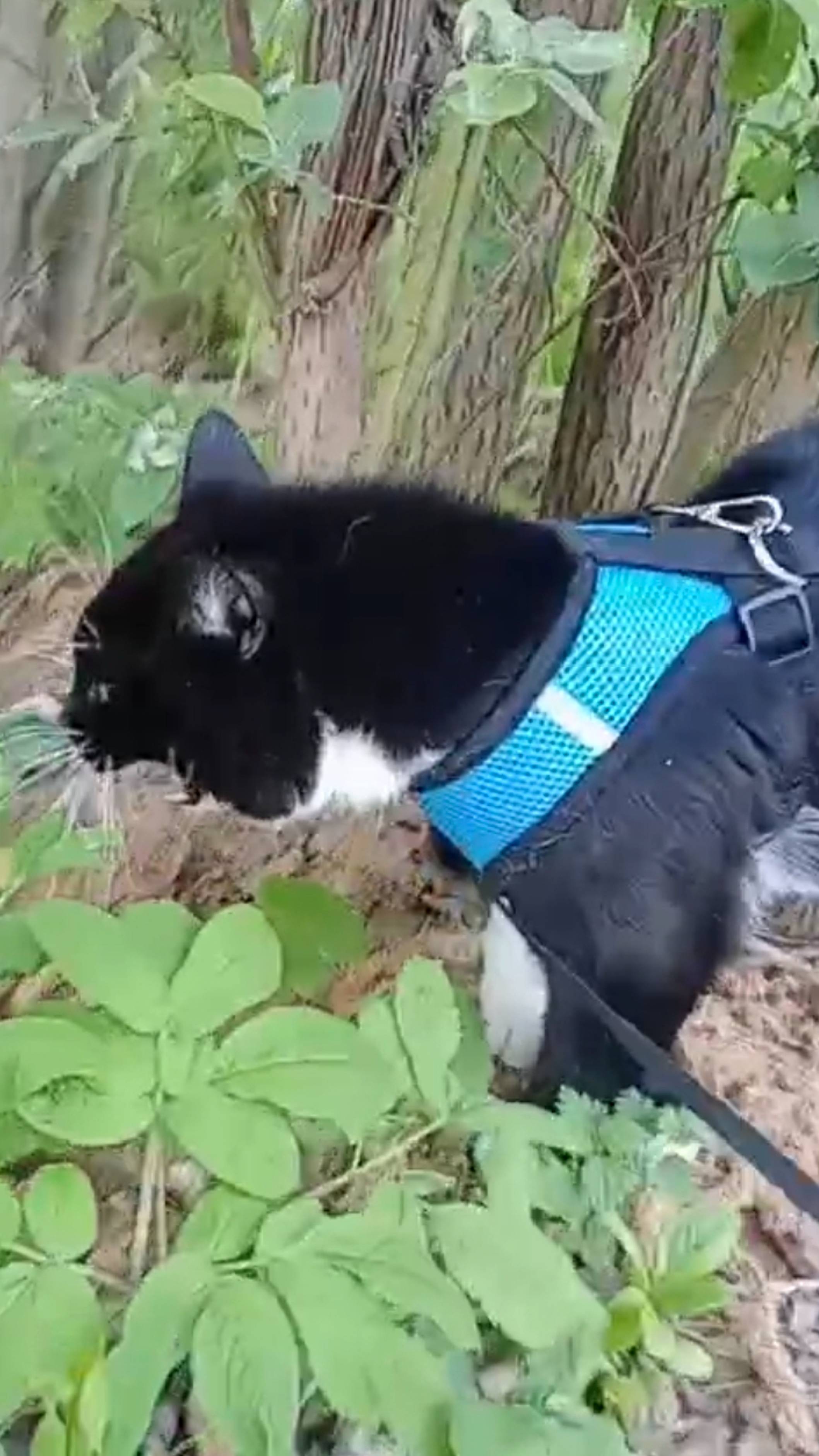 Милый домашний котик встретил злобного чёрного кота на прогулке. смотреть онлайн