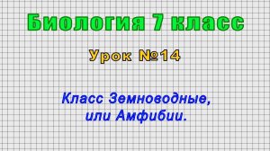 Биология 7 класс (Урок№14 - Класс Земноводные, или Амфибии.)