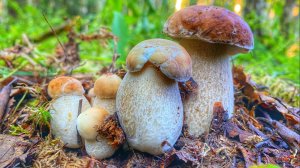 Тихая охота август 2020 . Белые грибы и подосиновики в смешанном лесу. Благородные грибы 2020