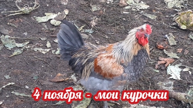 начало ноября - уличный сезон у моих курочек продолжается.. смотреть онлайн