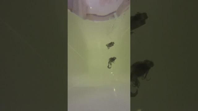 Изготовление реплики знаменитого Бактейла «Miuras Mouse»