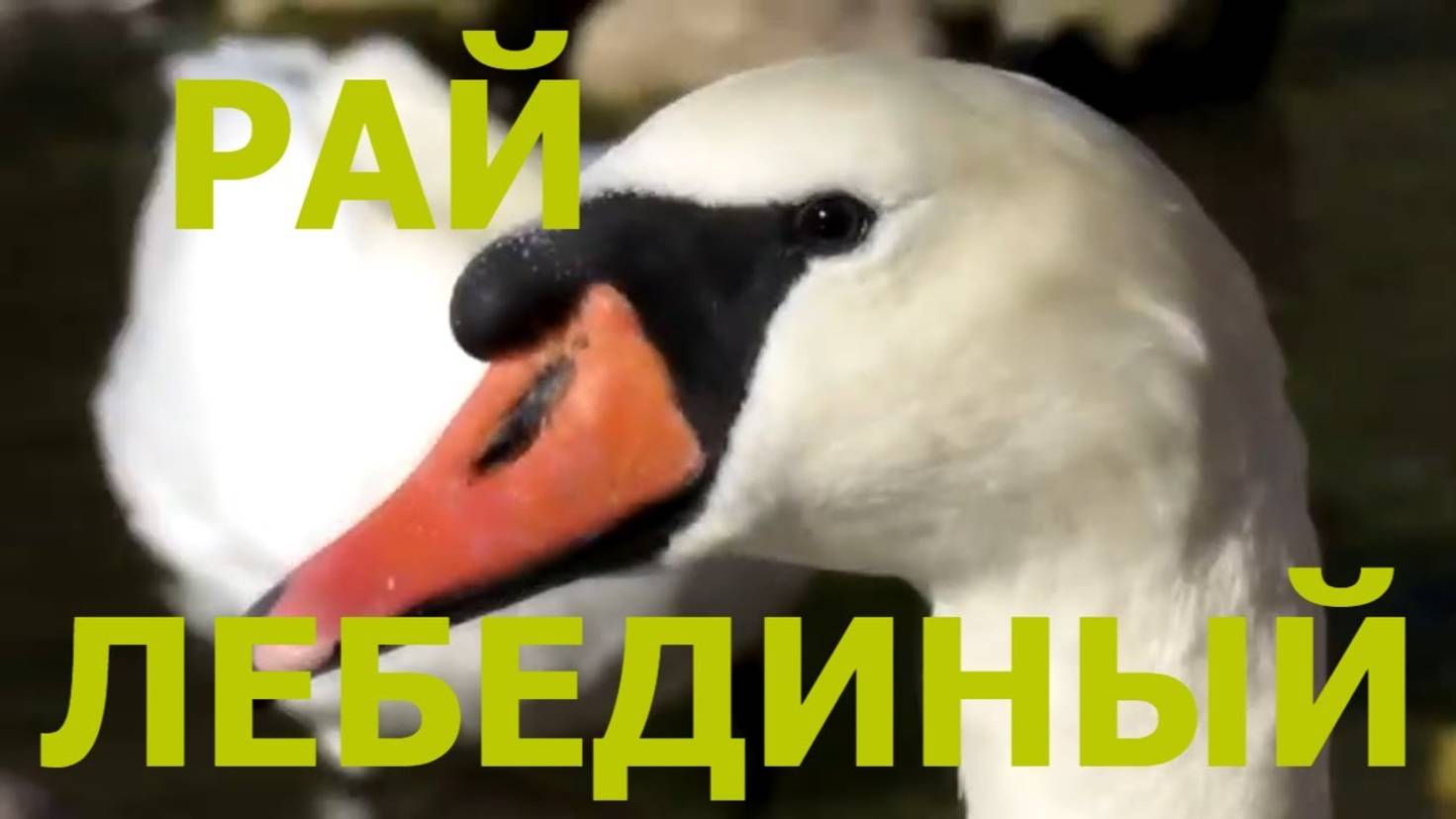 Лебеди на озере Смолинское #potemkin3 Потемкин