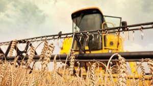 Богатый урожай зерновых собирают в Алматинской области