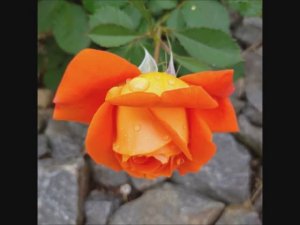 Обзор розы сорта Супер Трупер - все стадии цветка, сезоны, волны цветения, размеры, особенности...