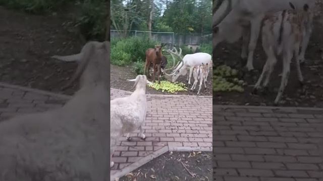 яблочный Спас в " приюте Белоснежки "! смотреть онлайн