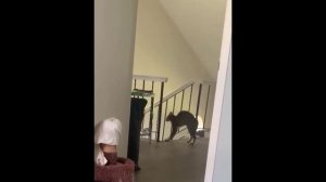 забавные и смешные кошки и собаки 603